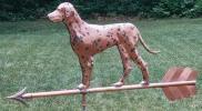 Dalmation