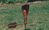 Cobra