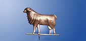 Merino Ram 